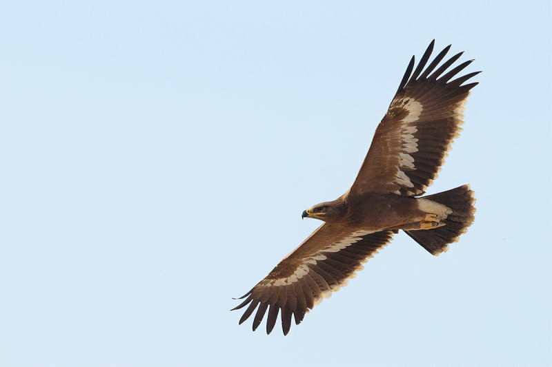 Steppe Eagle (Aquila nipalensis)