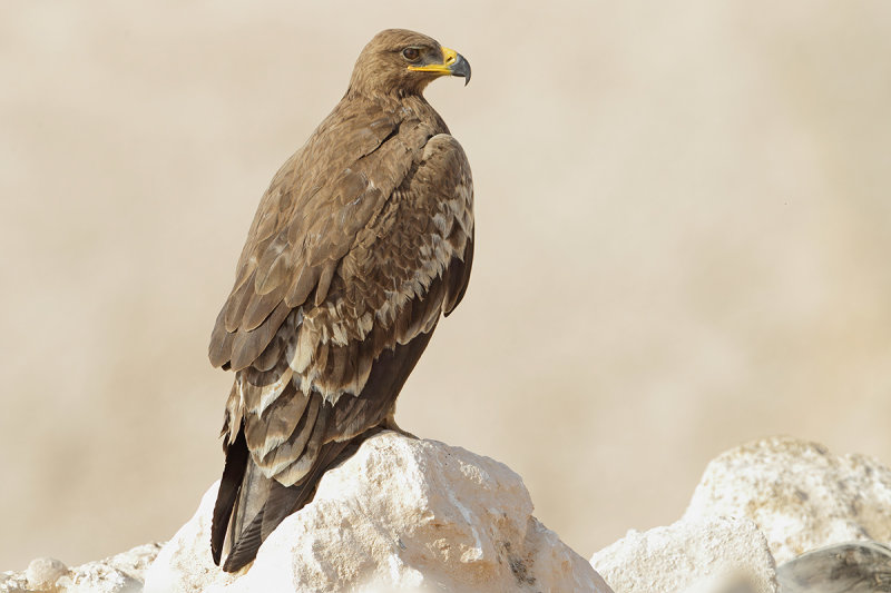 Steppe Eagle (Aquila nipalensis)