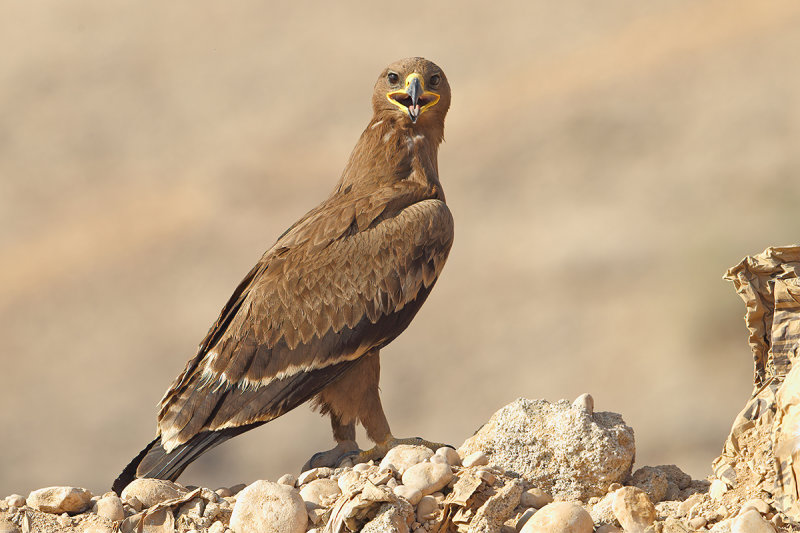 Steppe Eagle (Aquila nipalensis)