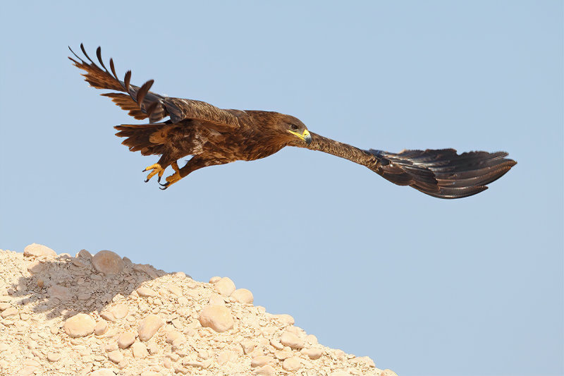 Steppe Eagle (Aquila nipalensis)