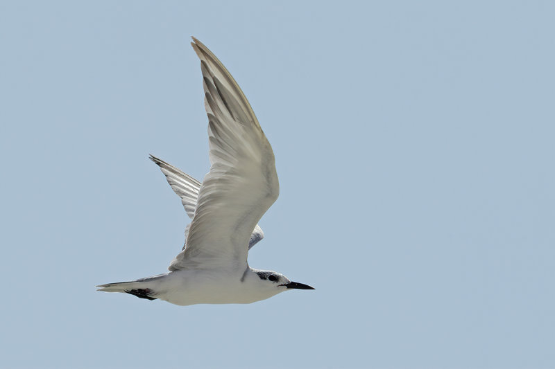 Gull-billed Tern (Gelochelidon nilotica) 