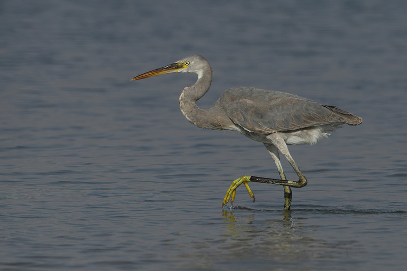 Western Reef Egret (Egretta gularis) 