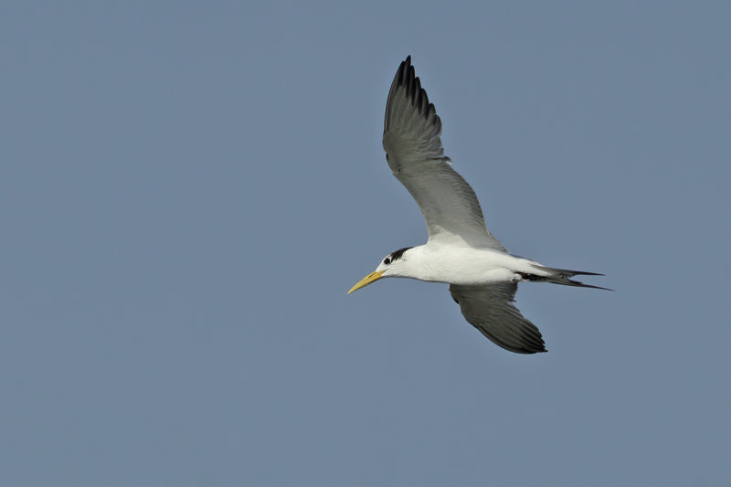 Greater Crested Tern (Thalasseus bergii)