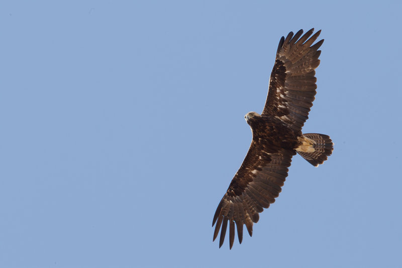 Eastern Imperial Eagle (Aquila heliaca)