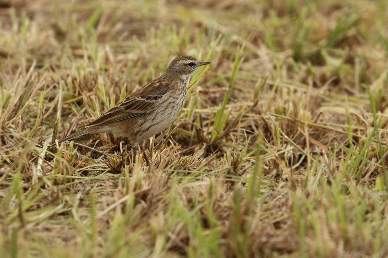 Water Pipit - Anthus spinoletta ssp. coutellii