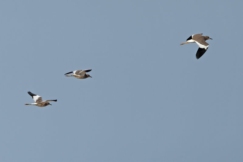 White-tailed Plover (Vanellus leucurus) 