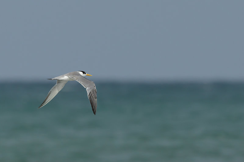 Gallery Lesser-crested Tern