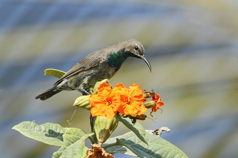 Arabian sunbird (Cinnyris hellmayri)