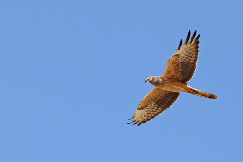 Montagu's Harrier (Circus pygargus)