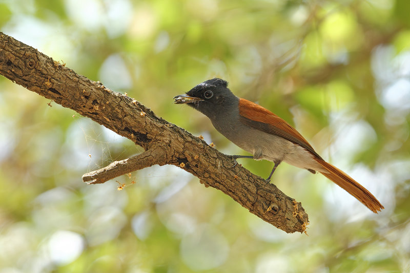 African Paradise Flycatcher (Terpsiphone viridis)
