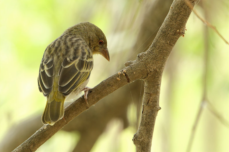 Rüppell's Weaver (Ploceus galbula)