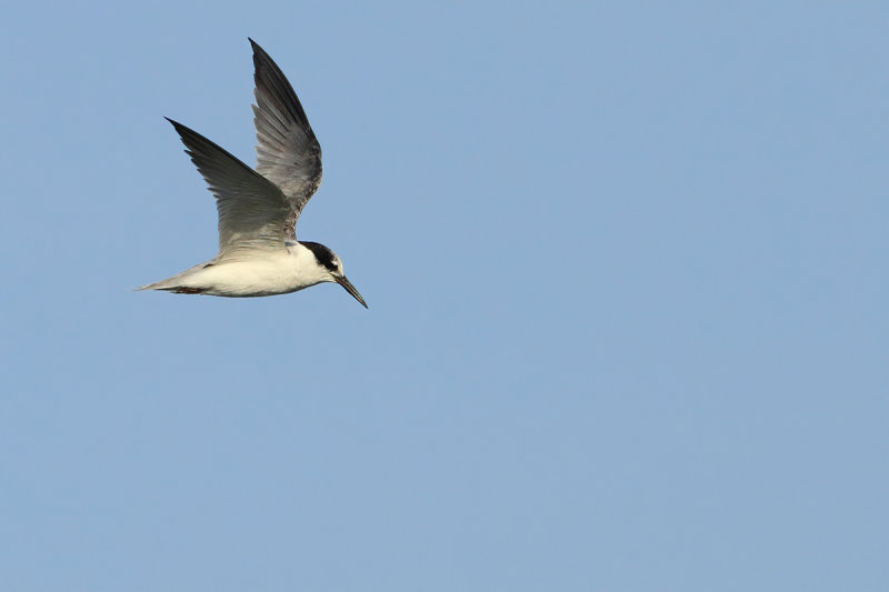 Saunders's Tern (Sternula saundersi)
