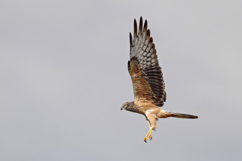 Montagu's Harrier (Circus pygargus)