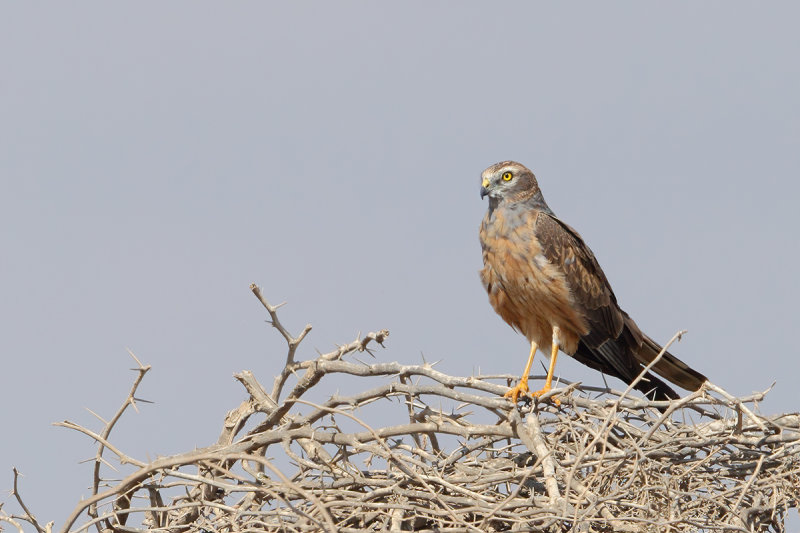 Montagu's Harrier (Circus pygargus)