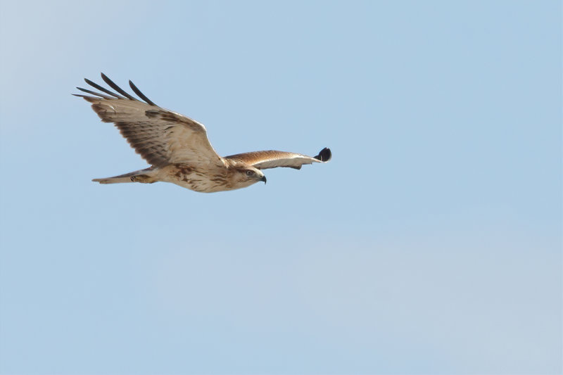 Long-legged Buzzard (Buteo rufinus)