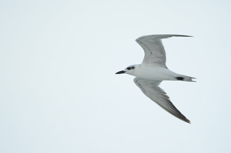 Gull-billed tern (Gelochelidon nilotica)