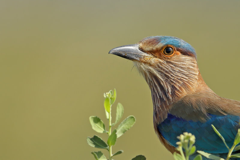 Indian Roller (Coracias benghalensis) 