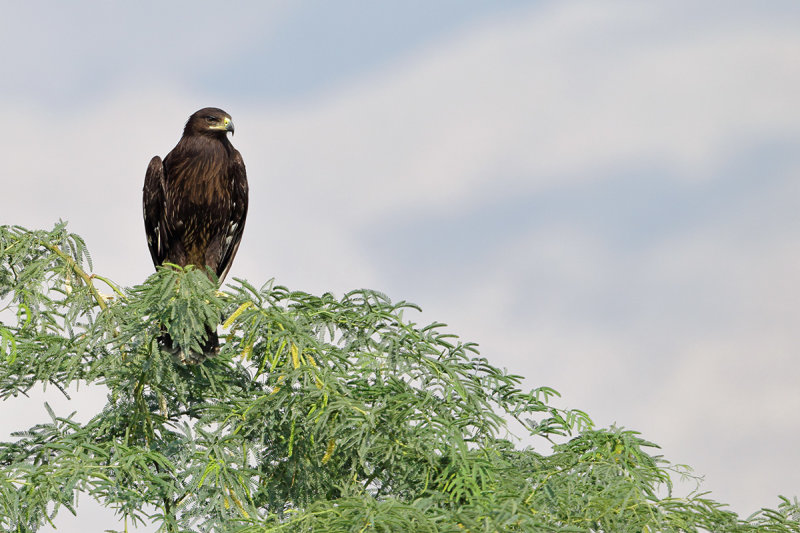 Greater Spotted Eagle (Aquila clanga) 