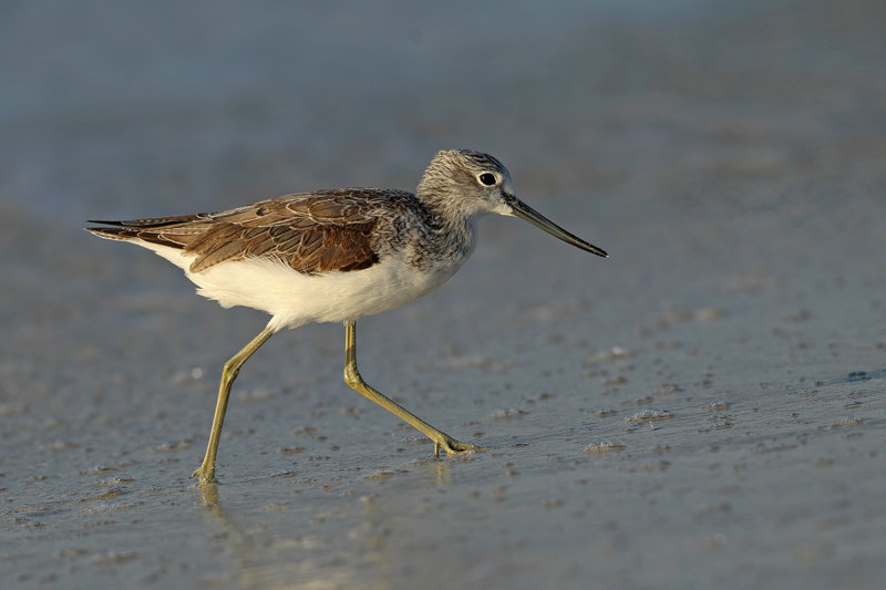 Common Greenshank (Tringa nebularia) 