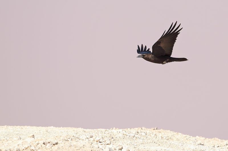 Brown-necked Raven (Corvus ruficollis)