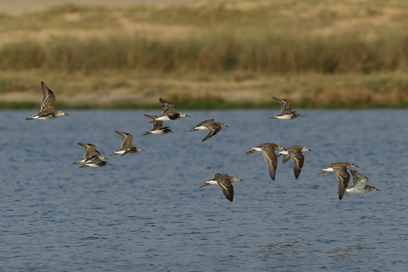 Ruff (Philomachus pugnax)