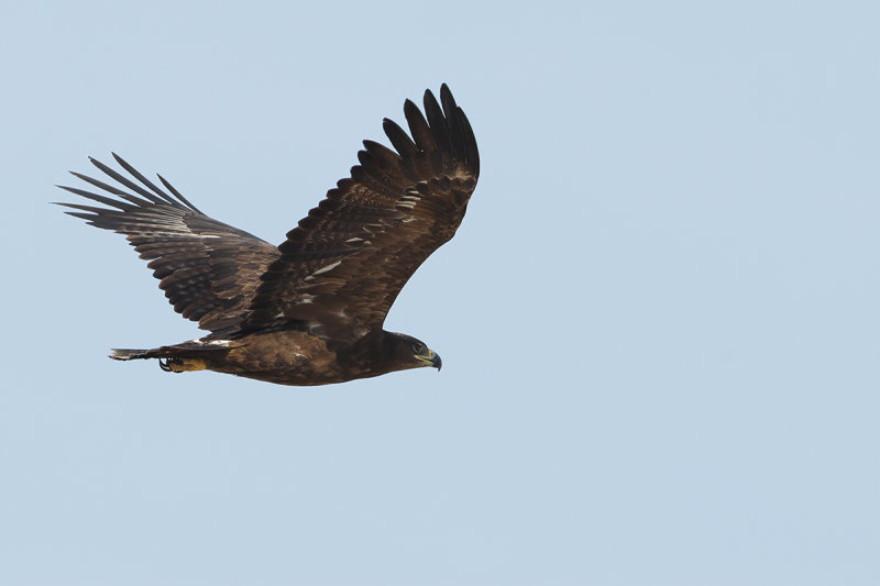 Steppe Eagle (Aquila nipalensis)