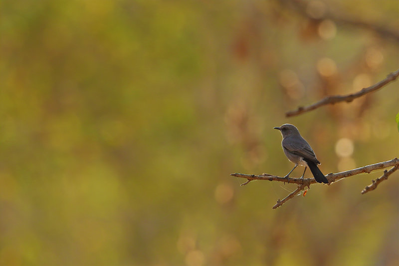 Blackstart (Oenanthe melanura neumanni) 