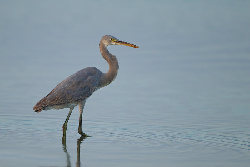 Western Reef Egret (Egretta gularis) 