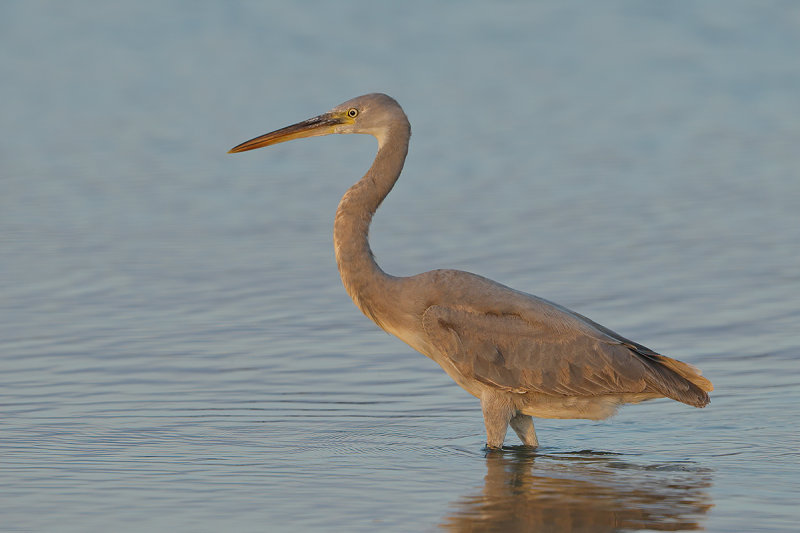 Western Reef Egret (Egretta gularis) 