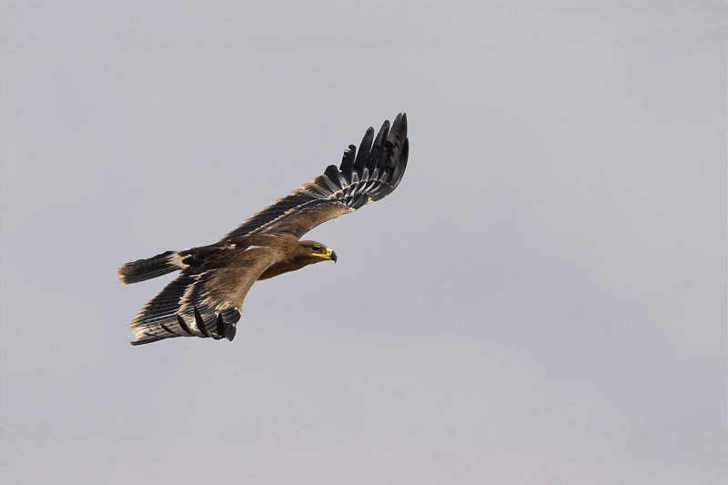 Steppe Eagle (Aquila nipalensis)