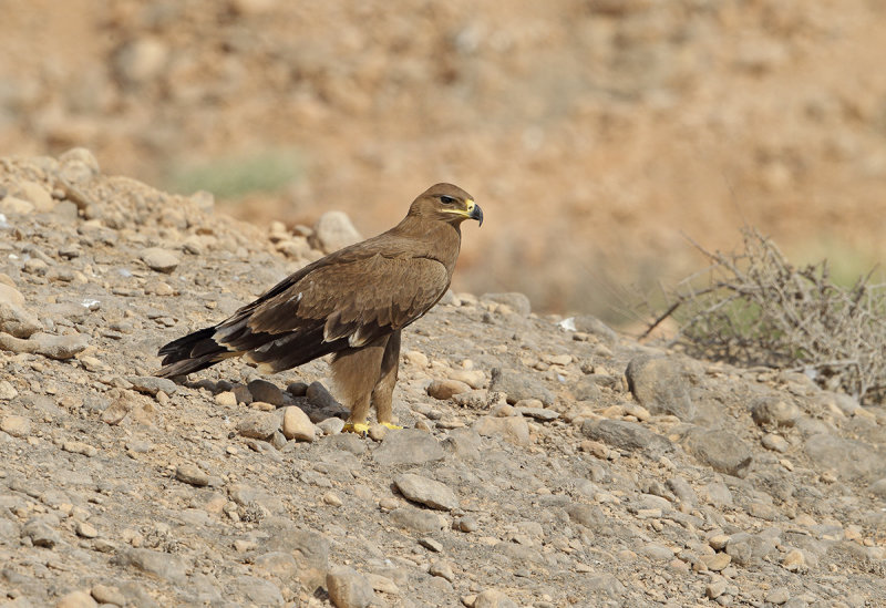 Steppe Eagle (Aquila nipalensis)