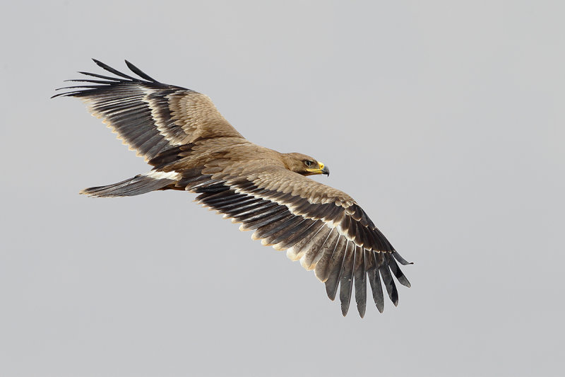 Steppe Eagle (Aquila nipalensis)