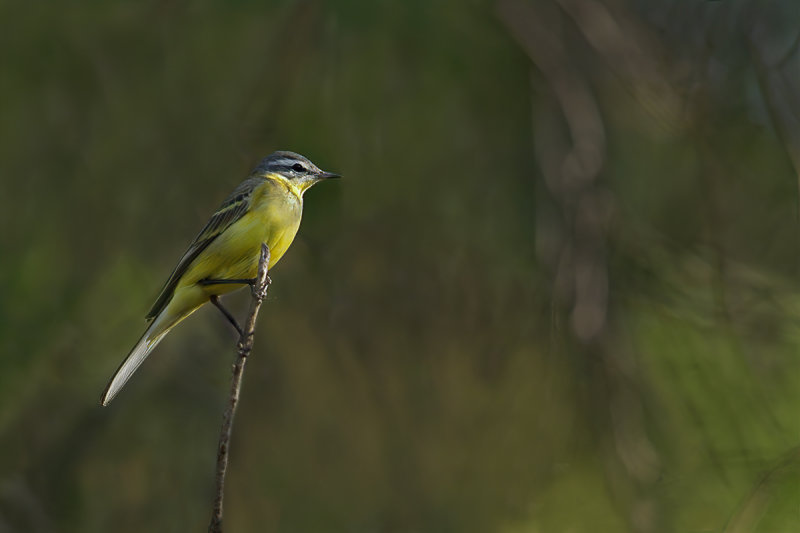 Sykes's Wagtail (Motacilla - flava- ssp. beema)