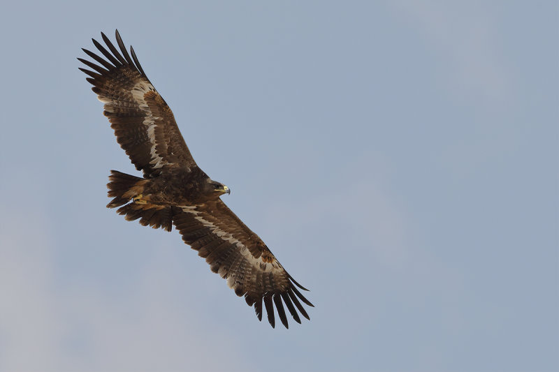 Steppe Eagle (Aquila nipalensis)