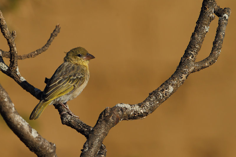Rüppell's Weaver (Ploceus galbula) 