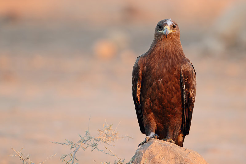 Steppe Eagle (Aquila nipalensis) 