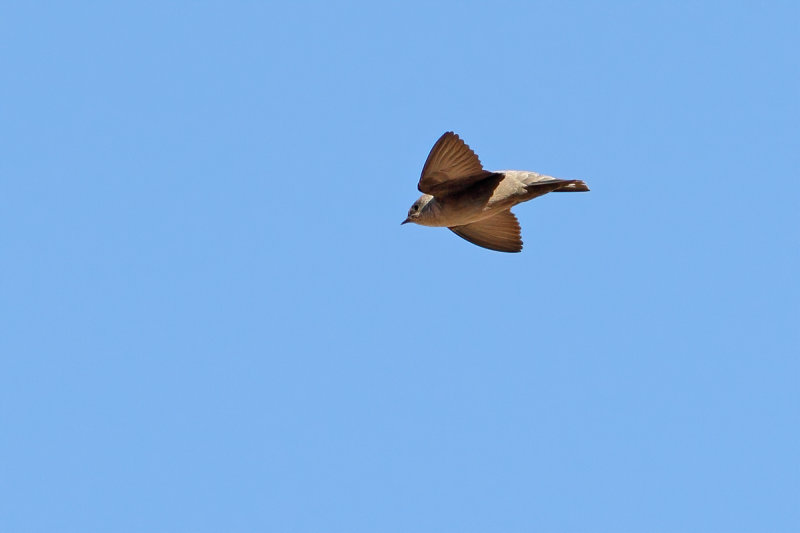 Rock Martin (Ptyonoprogne fuligula arabica)