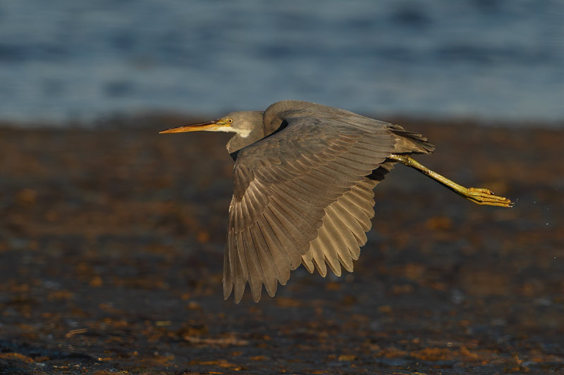 Western Reef Egret (Egretta gularis) 