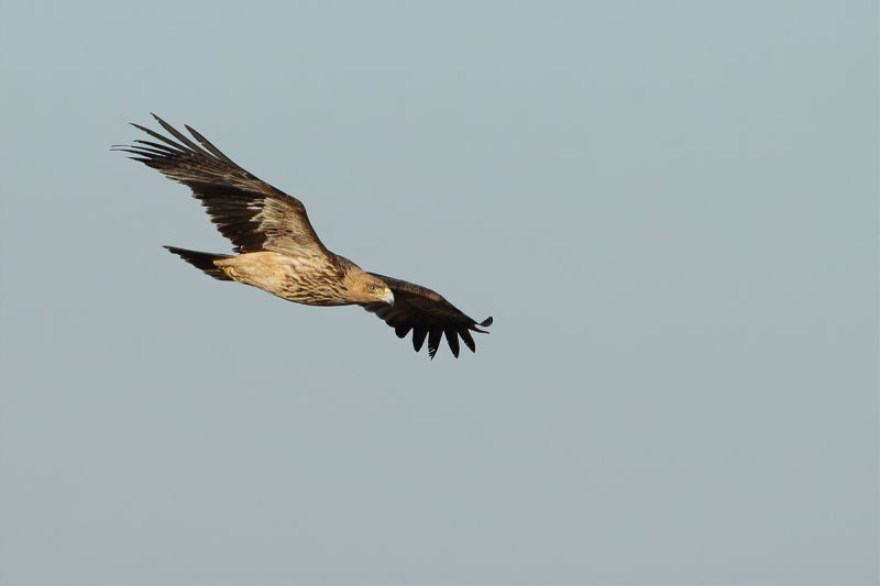 Eastern Imperial Eagle (Aquila heliaca) 