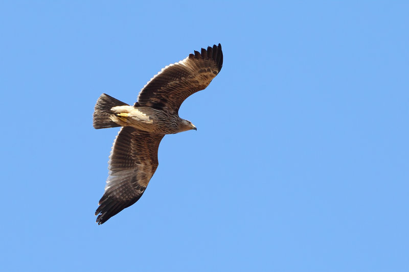 Eastern Imperial Eagle (Aquila heliaca) 