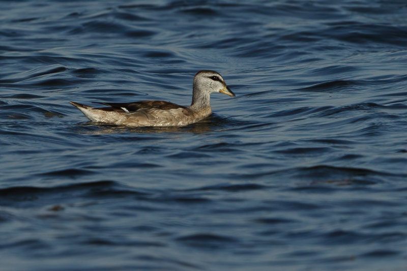 Cotton Pygmy Goose  (Nettapus coromandelianus) 