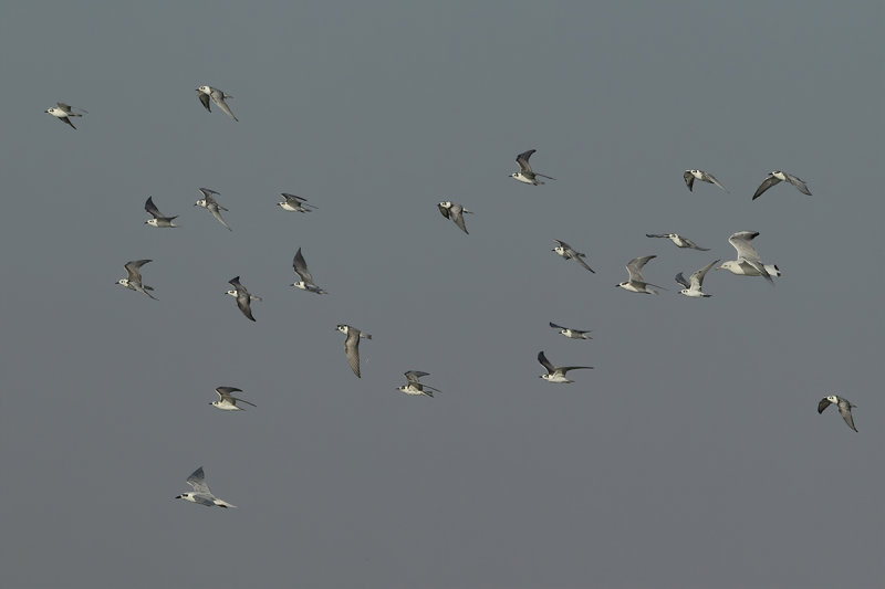 Terns and gull for the atmosphere