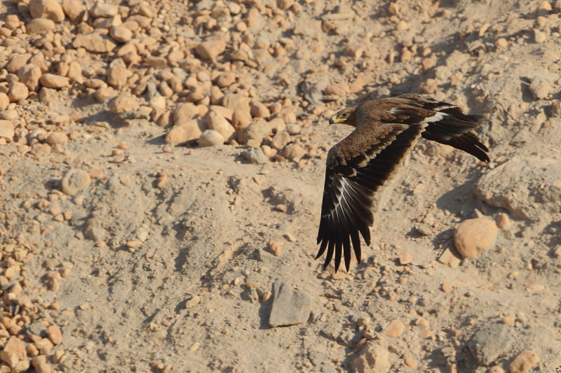 Steppe Eagle (Aquila nipalensis) 