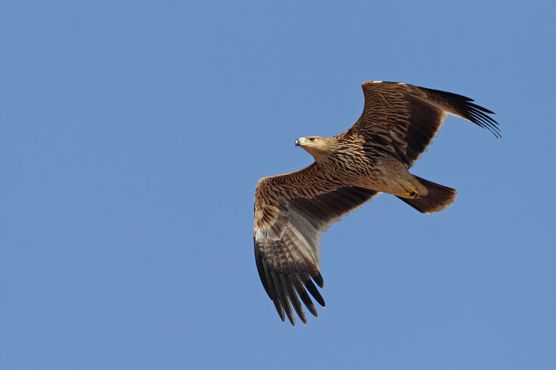 Eastern Imperial Eagle (Aquila heliaca) 