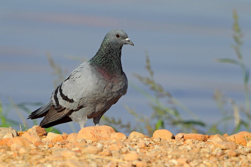 Rock Dove (Columba livia)