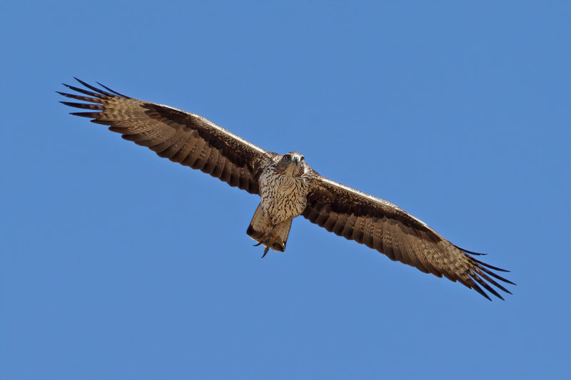 Bonelli's Eagle (Aquila fasciata) 