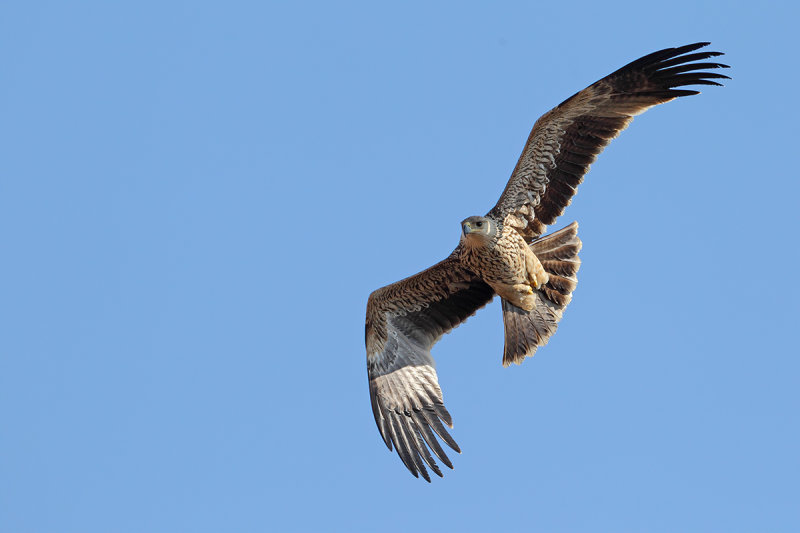 Eastern Imperial Eagle (Aquila heliaca) 