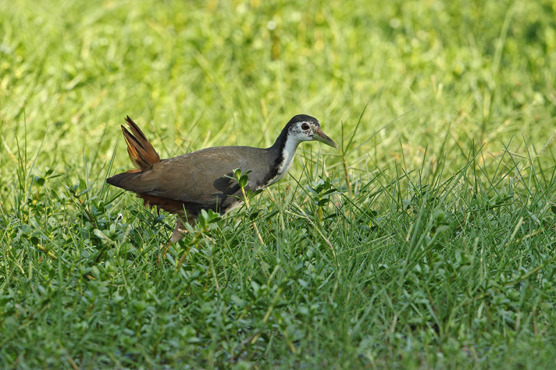 White-breasted Waterhen (Amaurornis phoenicurus)