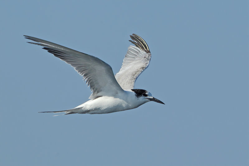 White -cheeked Tern (Sterna repressa)