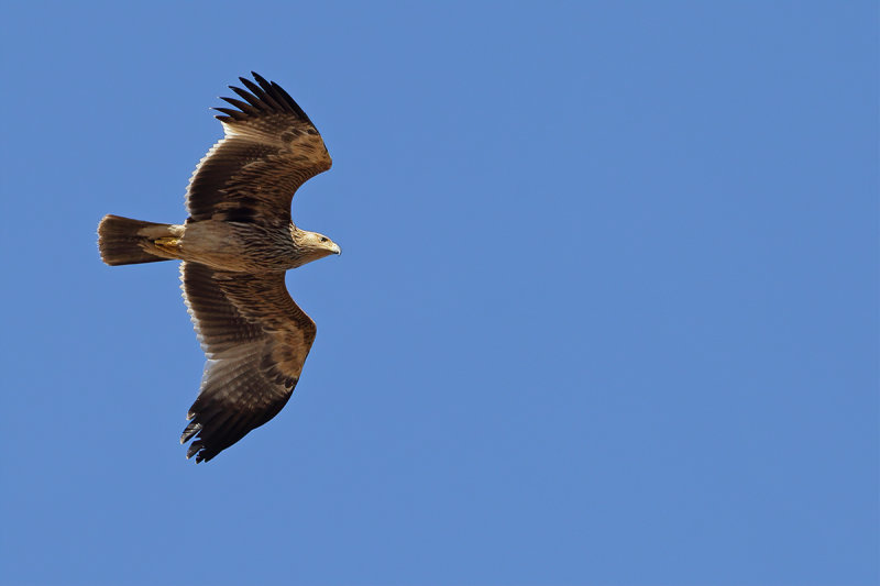 Eastern Imperial Eagle (Aquila heliaca) 